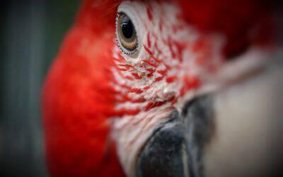 Macaw greenwing – Chloropterus Macaw