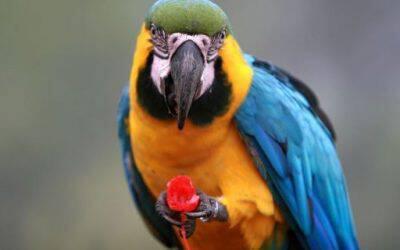 Blue & Gold Macaw – Ara ararauna