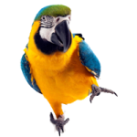 parrot-shop